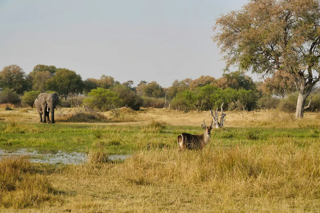 Experience The Thrill Of A Horseback Safari In Botswana