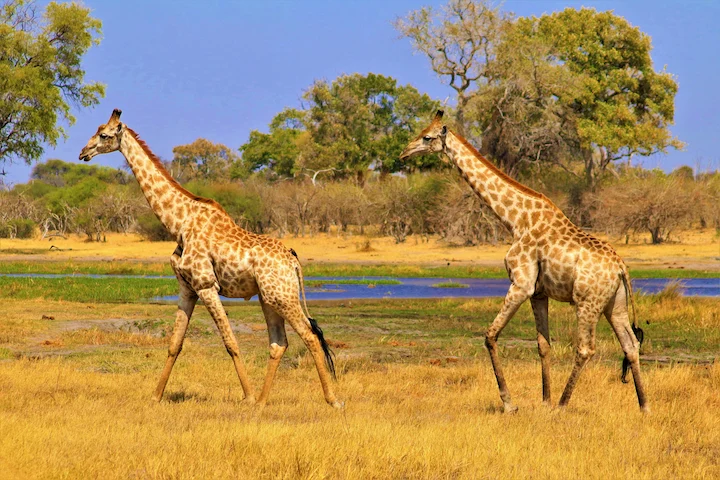 Giraffe Botswanasafari
